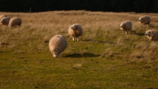 Amelander schapen